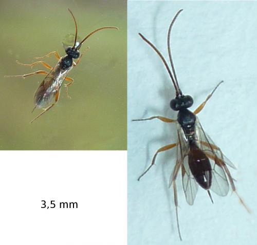 Cryptinae