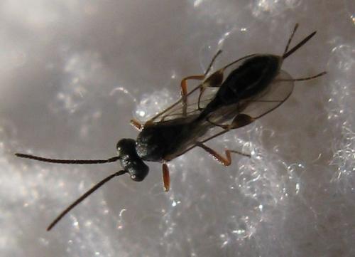 Réf. 66 893 : Tersilochinae inconnu