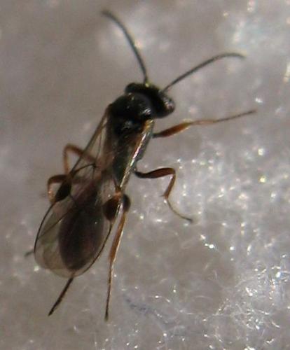 Réf. 66 894 : Tersilochinae inconnu