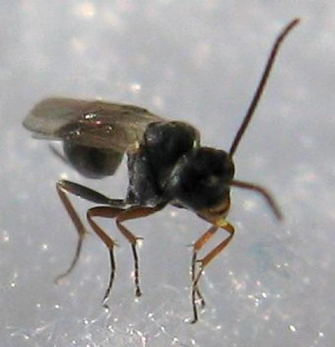 Réf. 66 895 : Tersilochinae inconnu