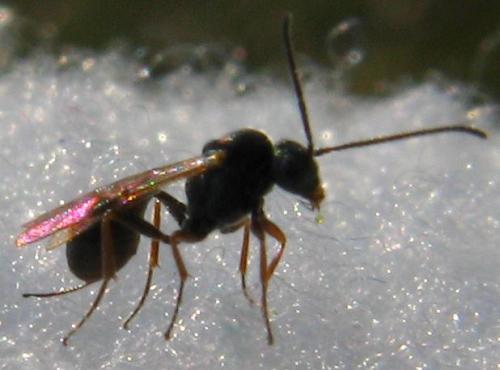 Réf. 66 896 : Tersilochinae inconnu
