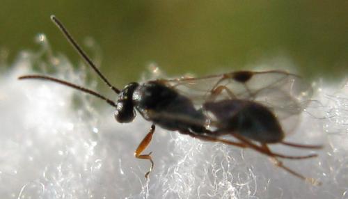 Réf. 66 897 : Tersilochinae inconnu