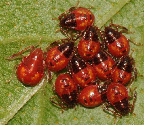 Elasmucha ferrugata