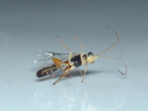 Orthocentrus sp.