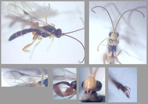 Orthocentrus sp.