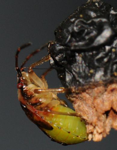 Elasmucha ferrugata