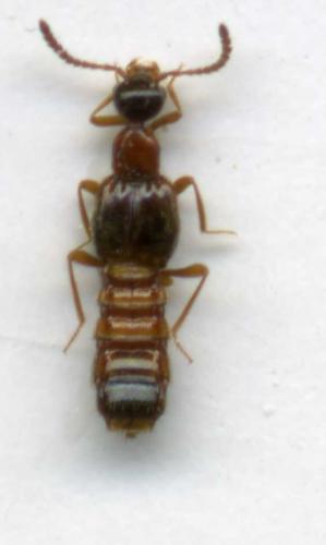 Autalia longicornis