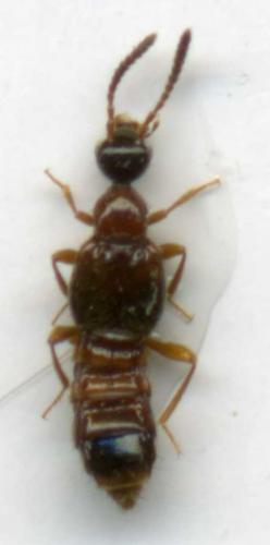 Autalia longicornis