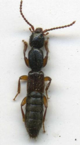 Réf. 66 618 : Lathrobium sp.