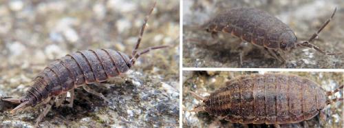 Réf. 66 387 : Porcellionides sexfasciatus