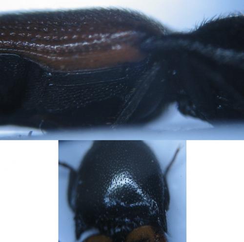 Ampedus sp.