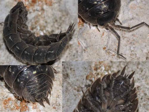 Porcellio sp.