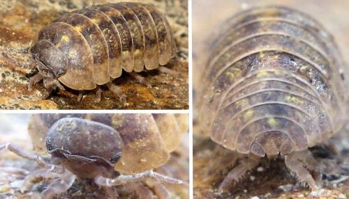 Réf. 66 388 : Armadillidium vulgare
