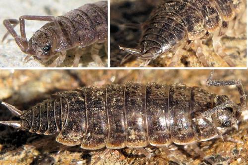 Réf. 66 390 : Porcellionides sexfasciatus