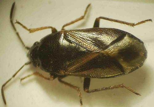 Lamprodema maura