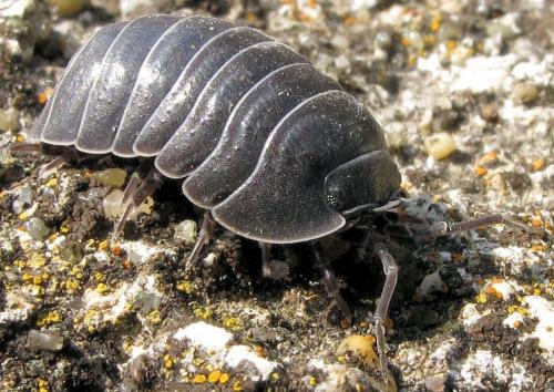 Armadillidium depressum