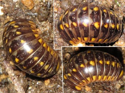 Glomeris valesiaca