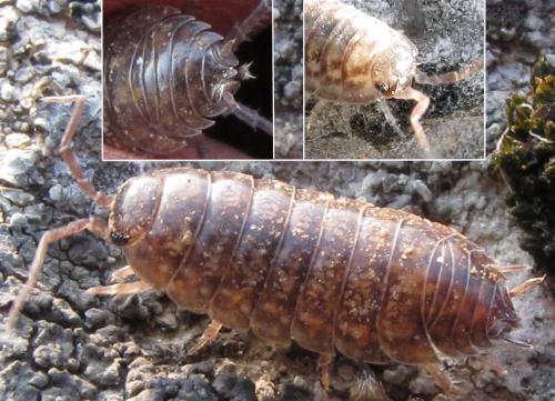 Porcellio gallicus