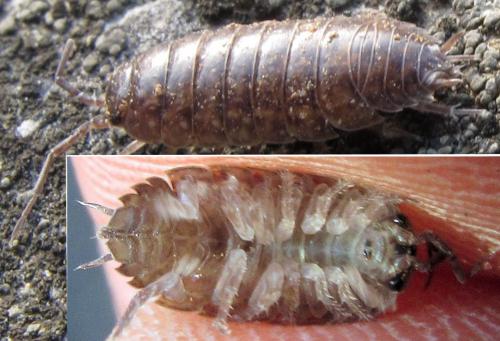 Réf. 66 870 : Porcellio gallicus