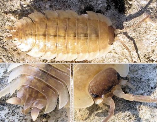 Réf. 66 914 : Porcellio orarum