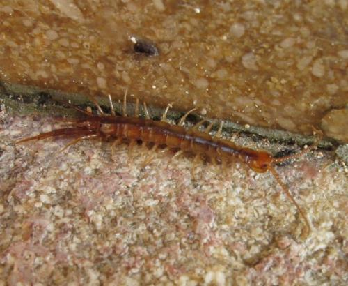 Lithobius forficatus