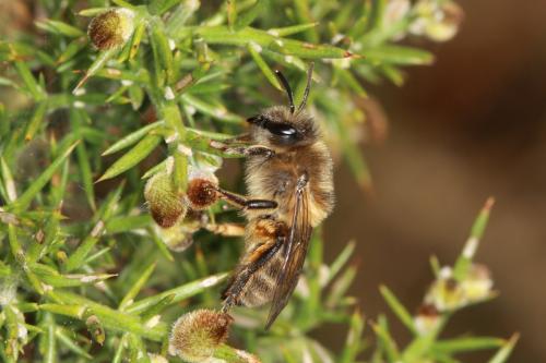 Réf. 66 835 : Colletes cunicularius
