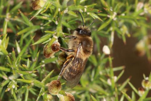 Colletes cunicularius