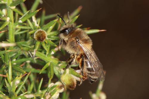 Réf. 66 837 : Colletes cunicularius