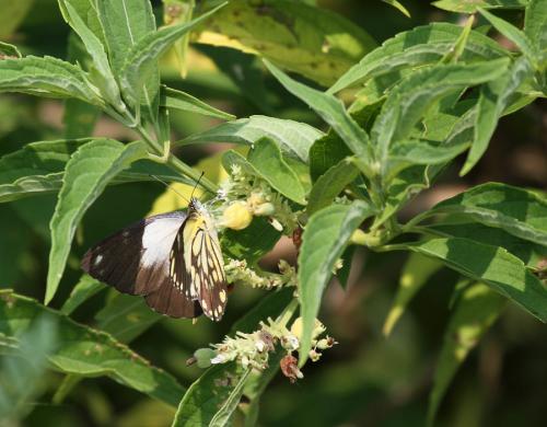 Belenois java
