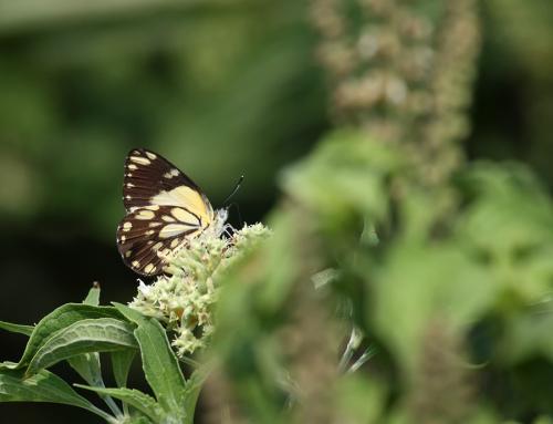 Belenois java