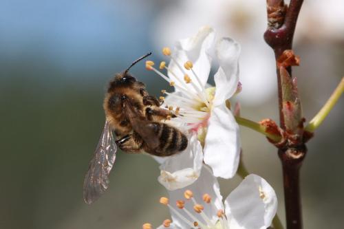 Réf. 66 832 : Andrena bimaculata