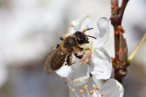 Réf. 66 834 : Andrena bimaculata