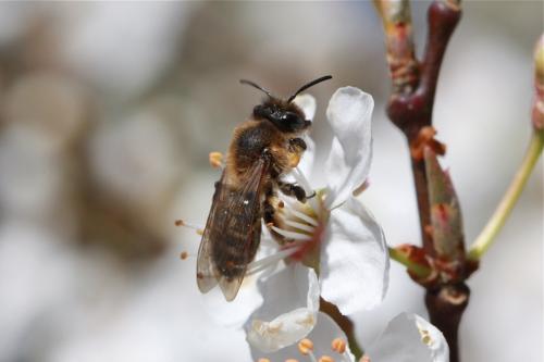Réf. 66 844 : Andrena bimaculata