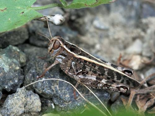Réf. 66 607 : Calliptamus sp.