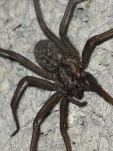 Eratigena atrica