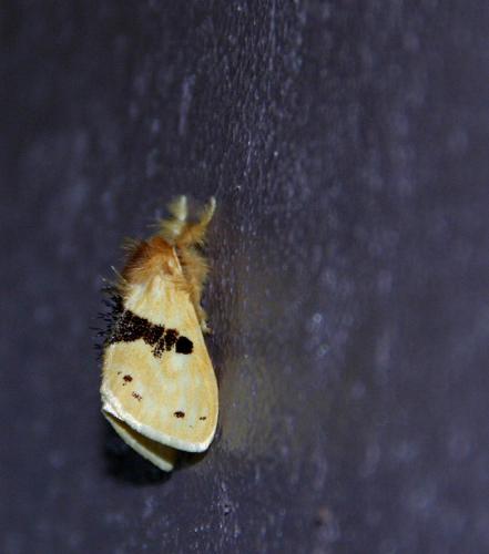 Réf. 66 262 : Euproctis sp.