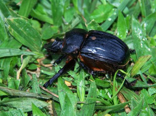 Réf. 66 258 : Heliocopris sp.