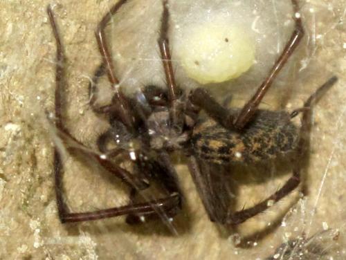 Eratigena atrica