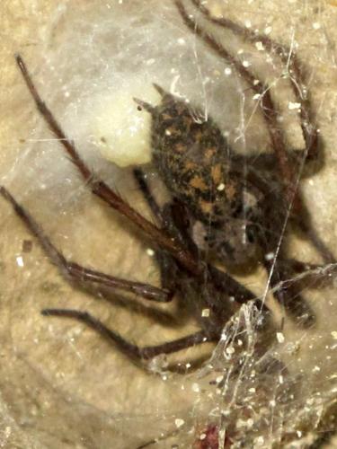 Eratigena atrica