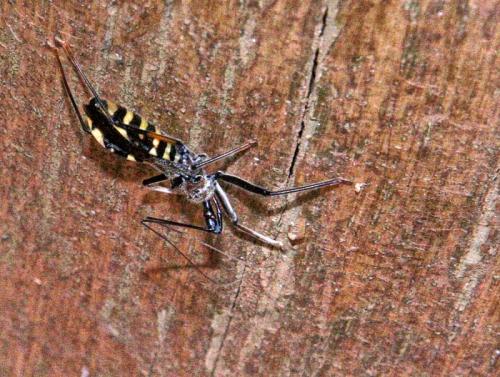 Margasus impiger fusca