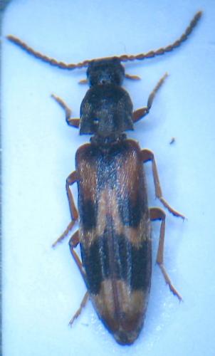Réf. 66 398 : Hypulus quercinus