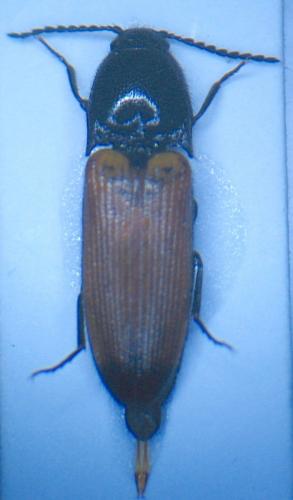 Ampedus sp.