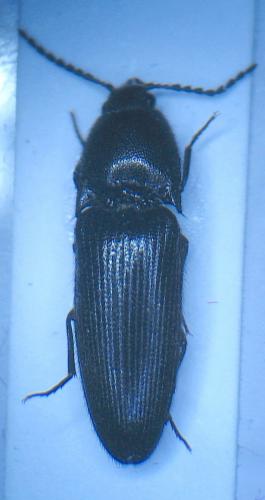 Ampedus nigerrimus