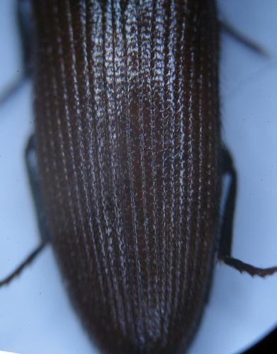 Ampedus sp.