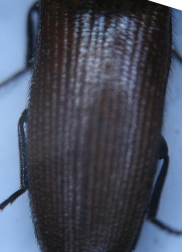 Ampedus sp.