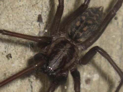 Eratigena atrica