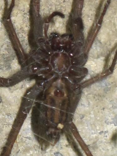 Eratigena atrica