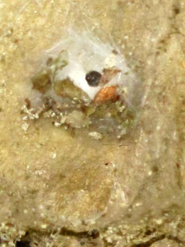 Eratigena atrica