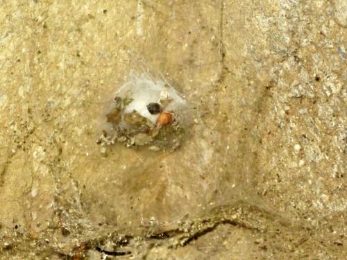Eratigena atrica