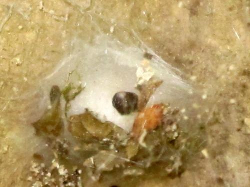 Eratigena atrica